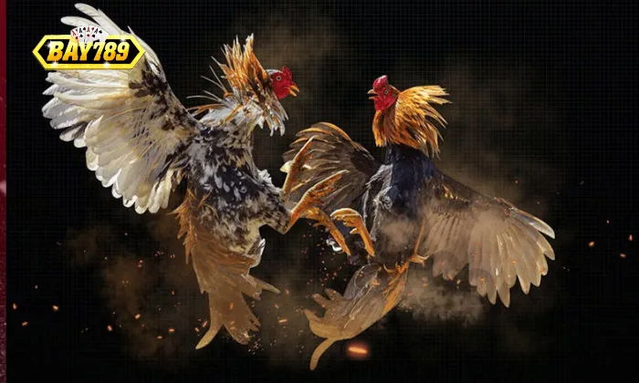 Đá Gà Bay789 Tham gia Đá Gà Bay789 tiện lợi hơn hình thức truyền thống