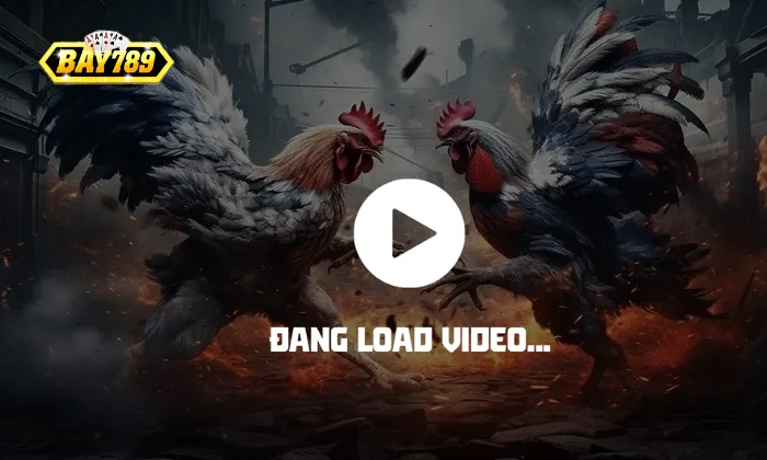 Đá Gà Bay789 Ưu điểm của Đá Gà Bay789 so với nhà cái khác