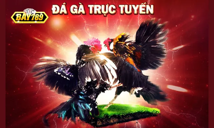 Đá Gà Bay789 Mẹo soi kèo đá gà từ kê thủ
