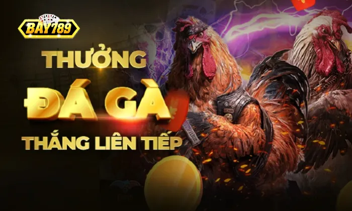 Đá Gà Bay789 Không quá đặt nặng tâm lý khi tham gia cá cược
